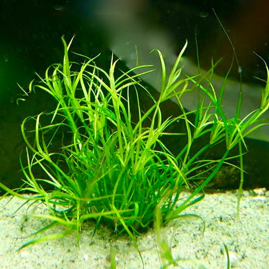 Juncus Repens in pot